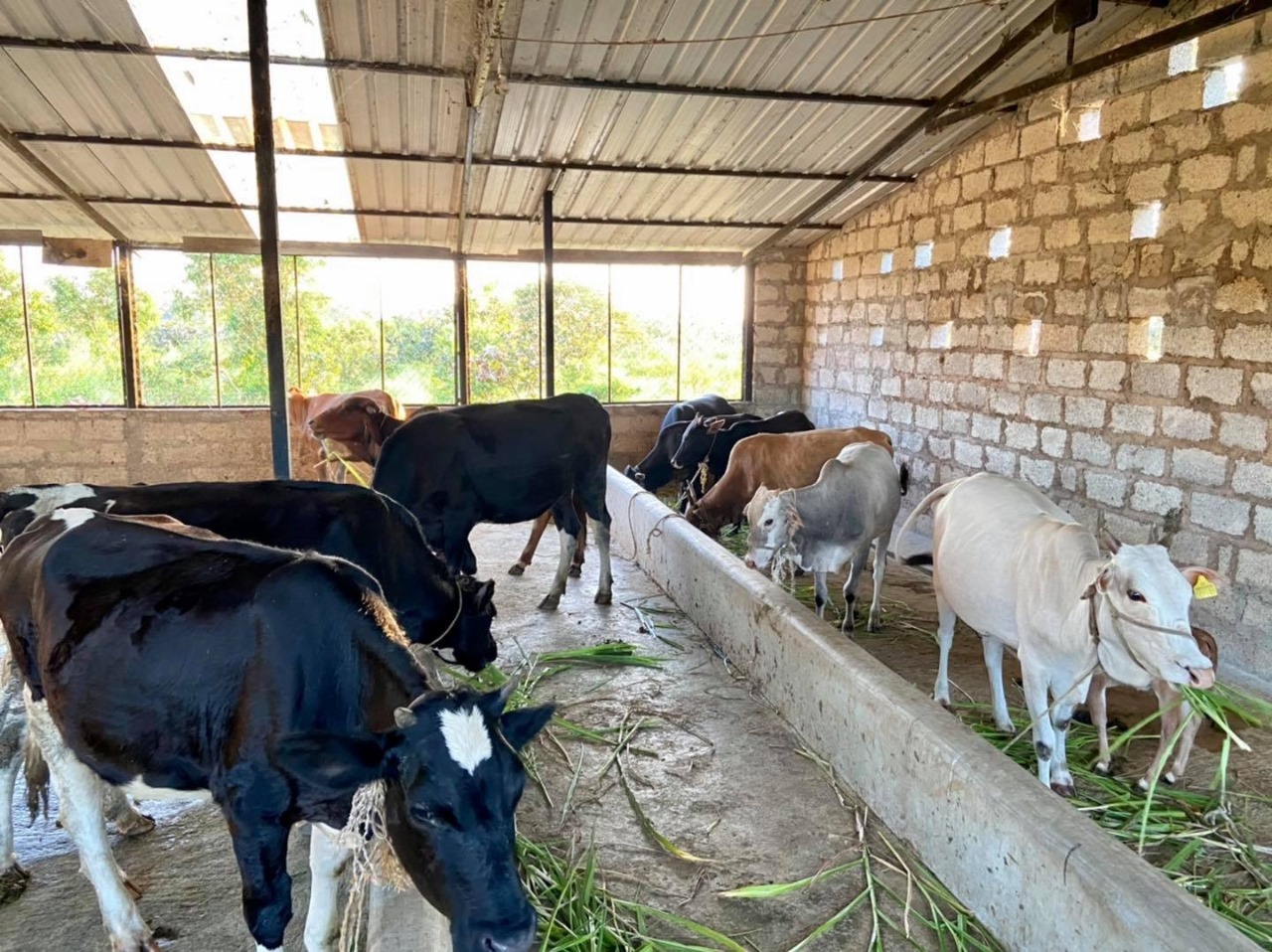 Manikya%20Farms